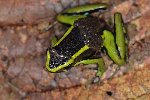 Ameerega trivittatus